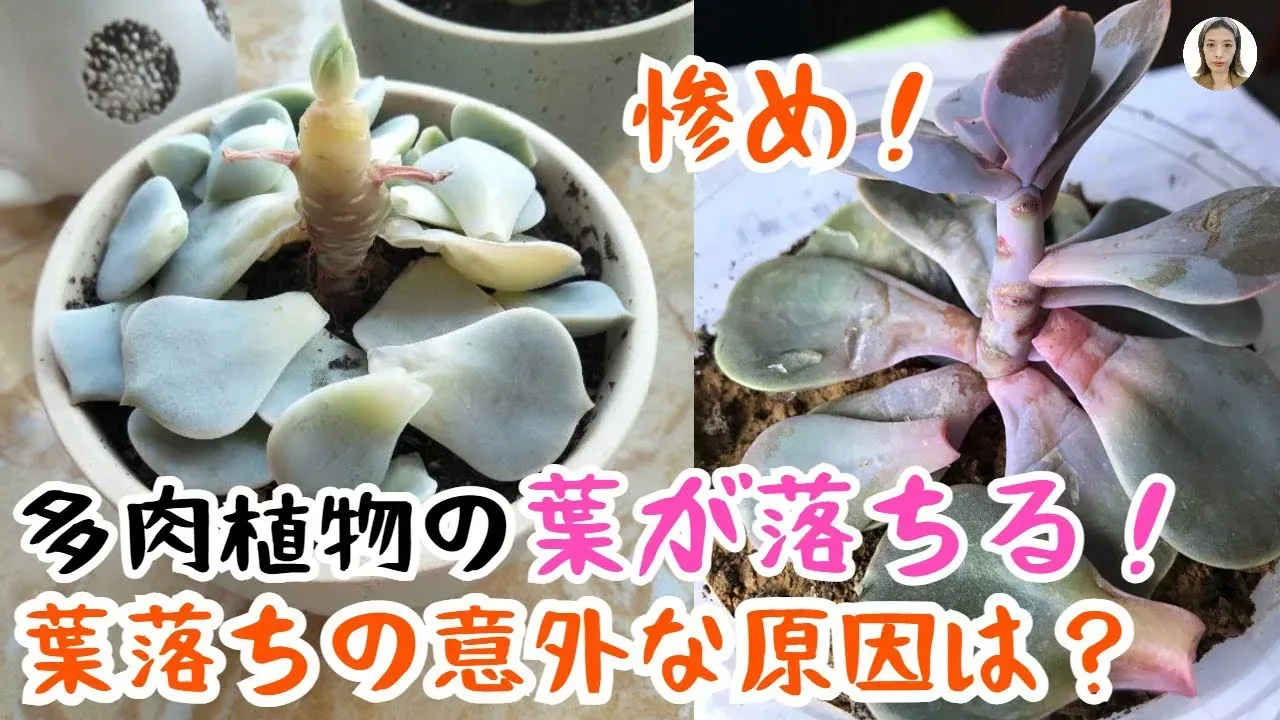 多肉植物 葉が落ちる 初心者でも安心！原因を徹底解明して元気に育てる方法